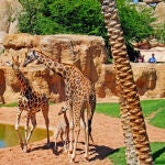 La jirafa Che con su cría y otro ejemplar en el Bioparc