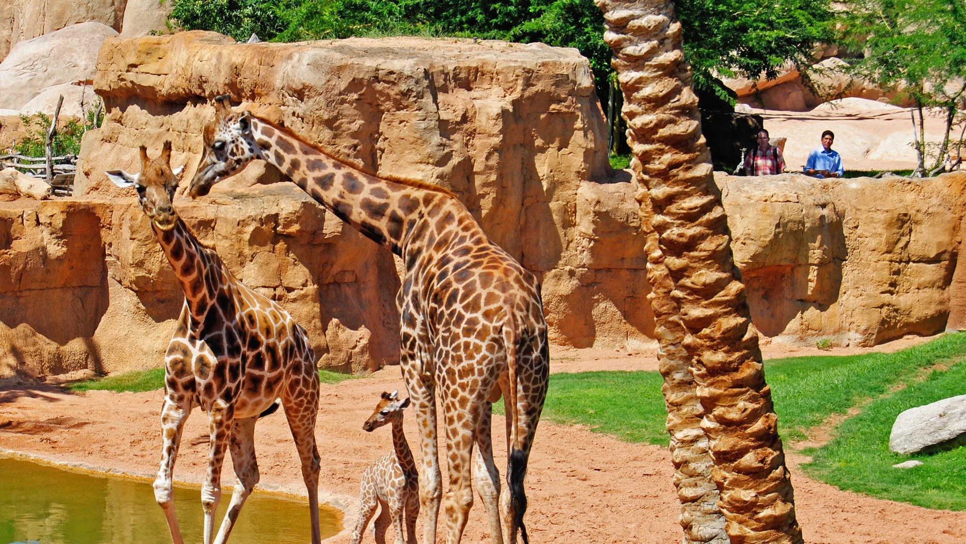 La jirafa Che con su cría y otro ejemplar en el Bioparc
