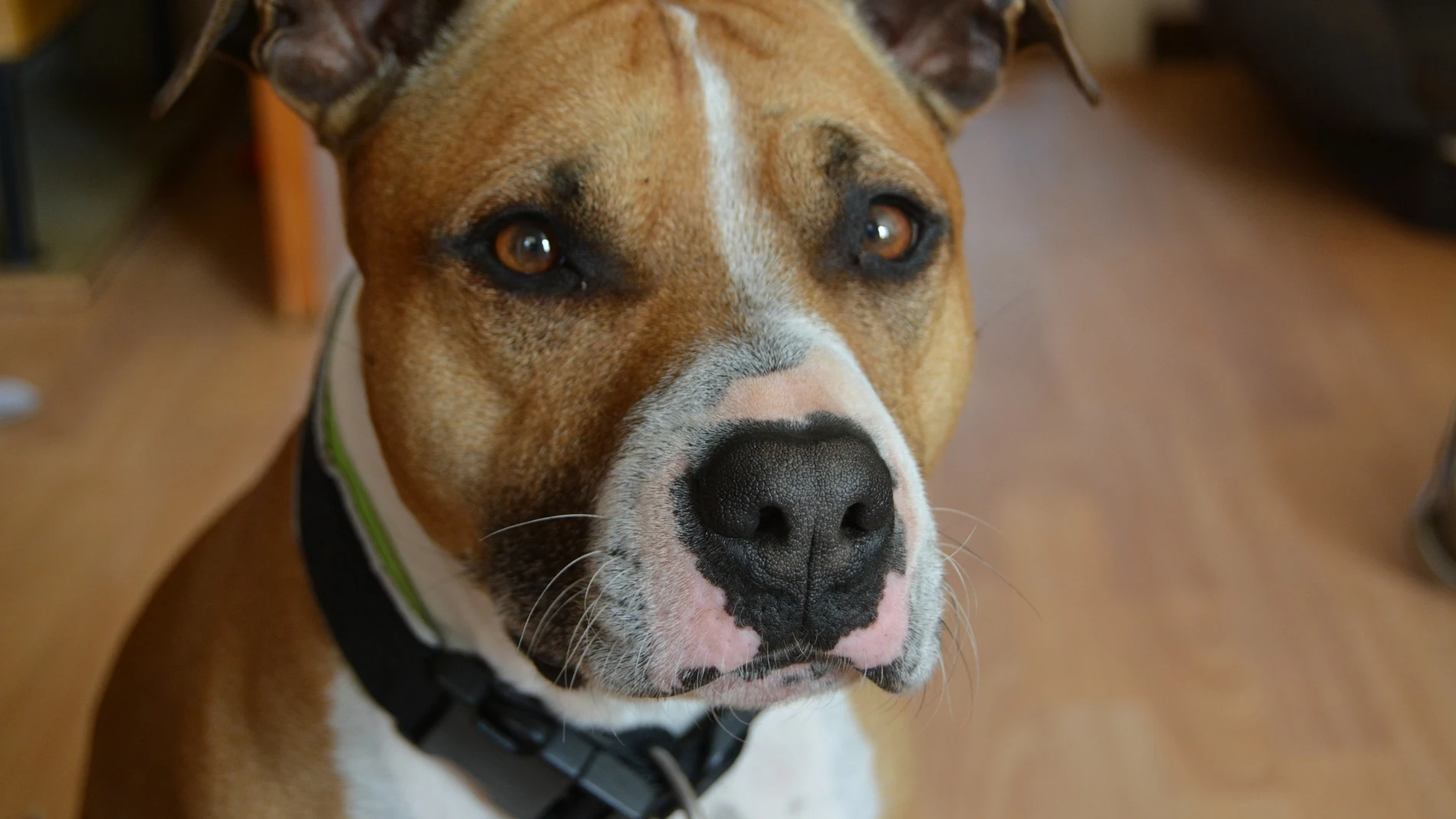 Un perro de raza American Sttanfordshire es el causante de los ladridos / Yvonne Lüneburger / Pixabay