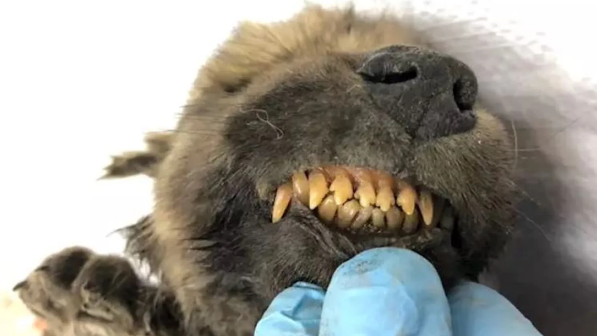 Cachorro preservado 18.000 años en permafrost