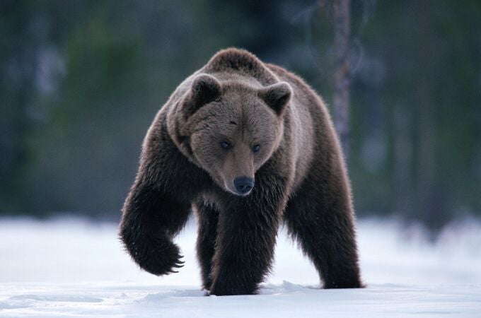 Un oso pardo en los montes Cárpatos