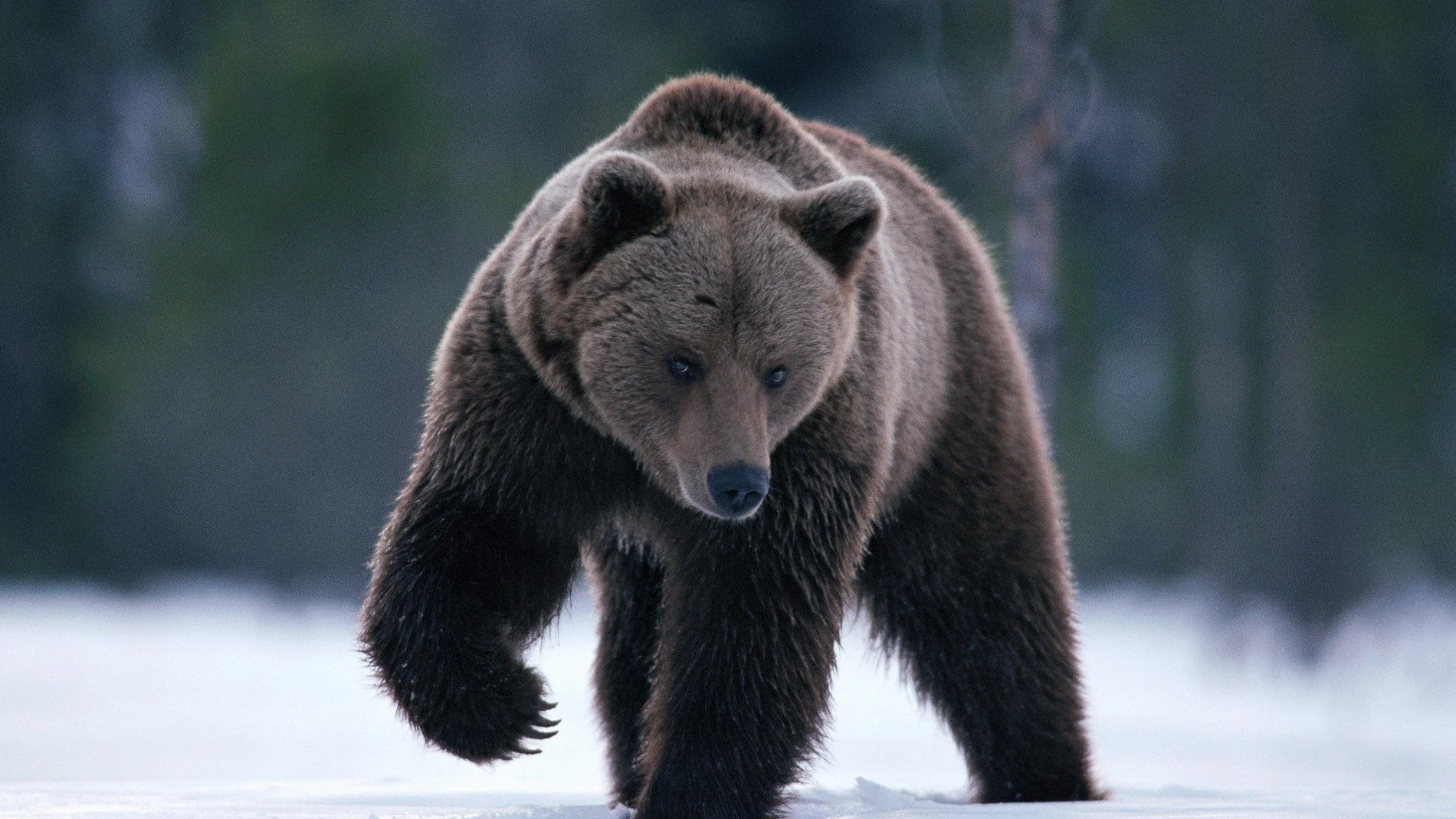 Un oso pardo en los montes Cárpatos
