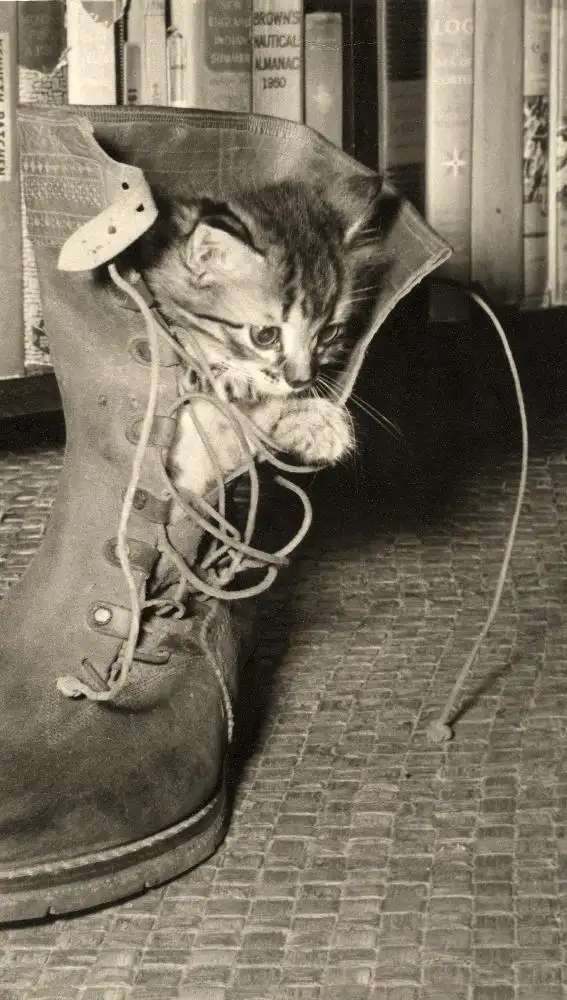 El gato Cristobal en la bota de Hemingway en su casa “La Finca Vigía” en la Habana
