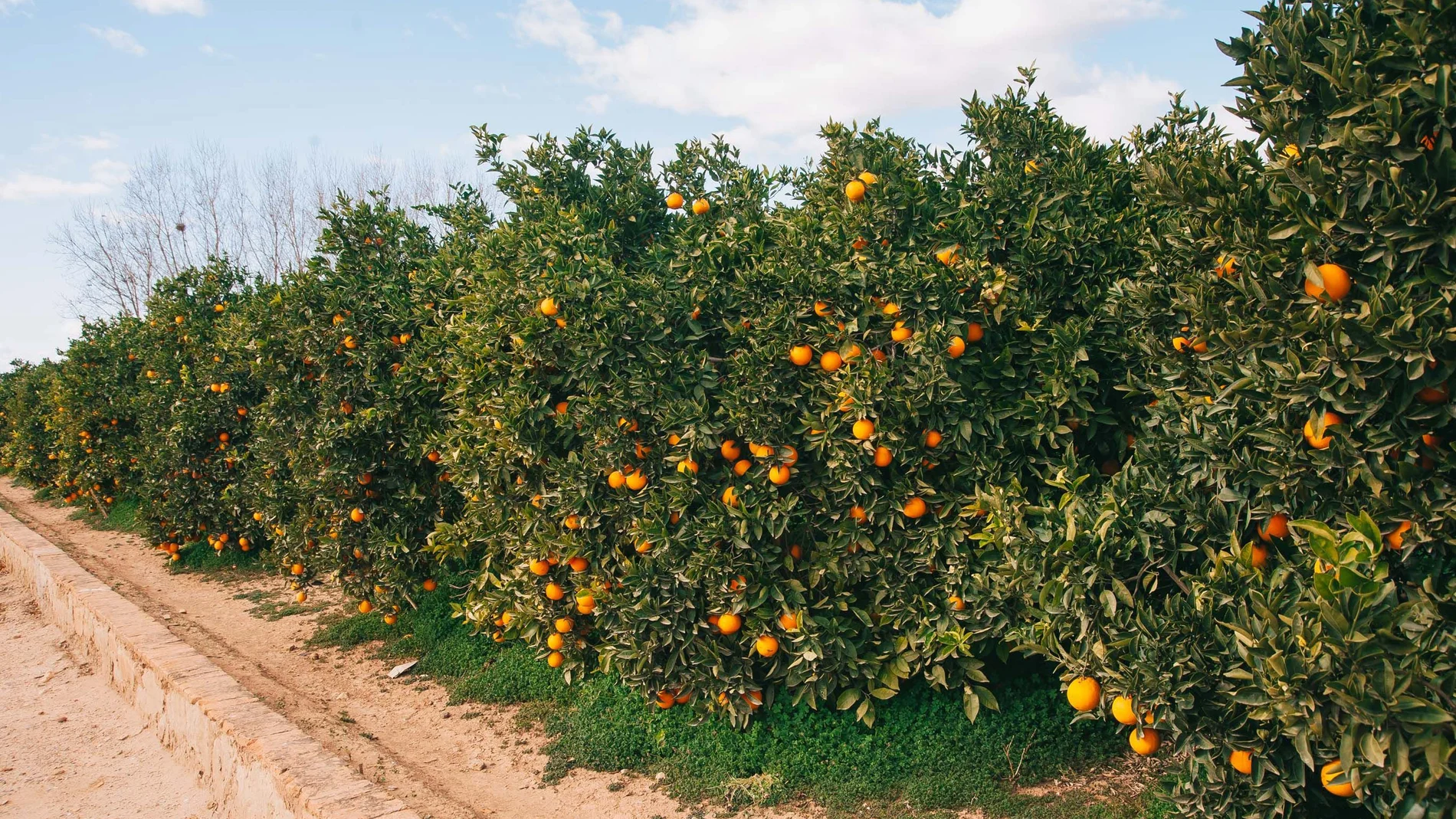 La superficie de producción citrícola en la Comunitat Valenciana desciende año tras año