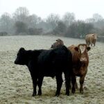 Irlanda confirma la contaminación por dioxinas de ganado vacuno