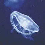  Los puertos estimulan la proliferación de medusas al convertirse en hábitat de pólipos