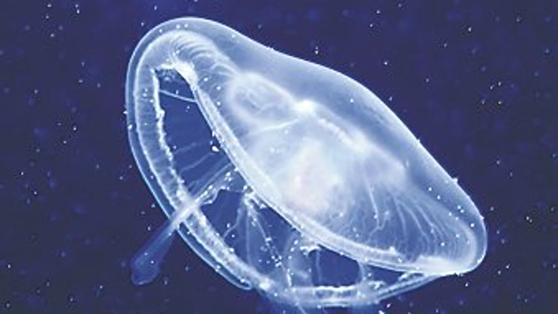 Los puertos estimulan la proliferación de medusas al convertirse en hábitat de pólipos