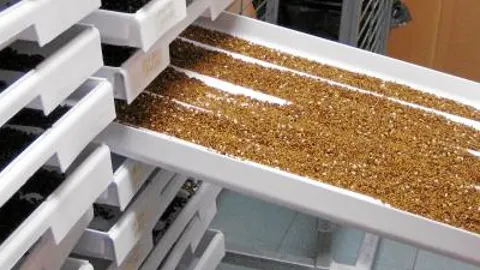 Procede de África pero las exportaciones han hecho que se propague
