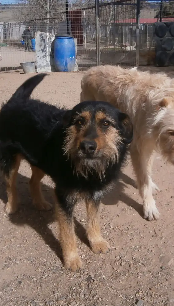 Dos perros de los alrededor de 150 que tienen en este momento en sus instalaciones de Huellas en Ávila