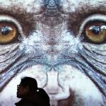 Familiarizarse con la diversidad de los primates, desde el lémur ratoncillo hasta los grandes gorilas, es el objetivo de la exposición "Monos, una historia de primates", que este miércoles inaugura el Museo de Ciencias Naturales de Barcelona. EFE/Andreu Dalmau