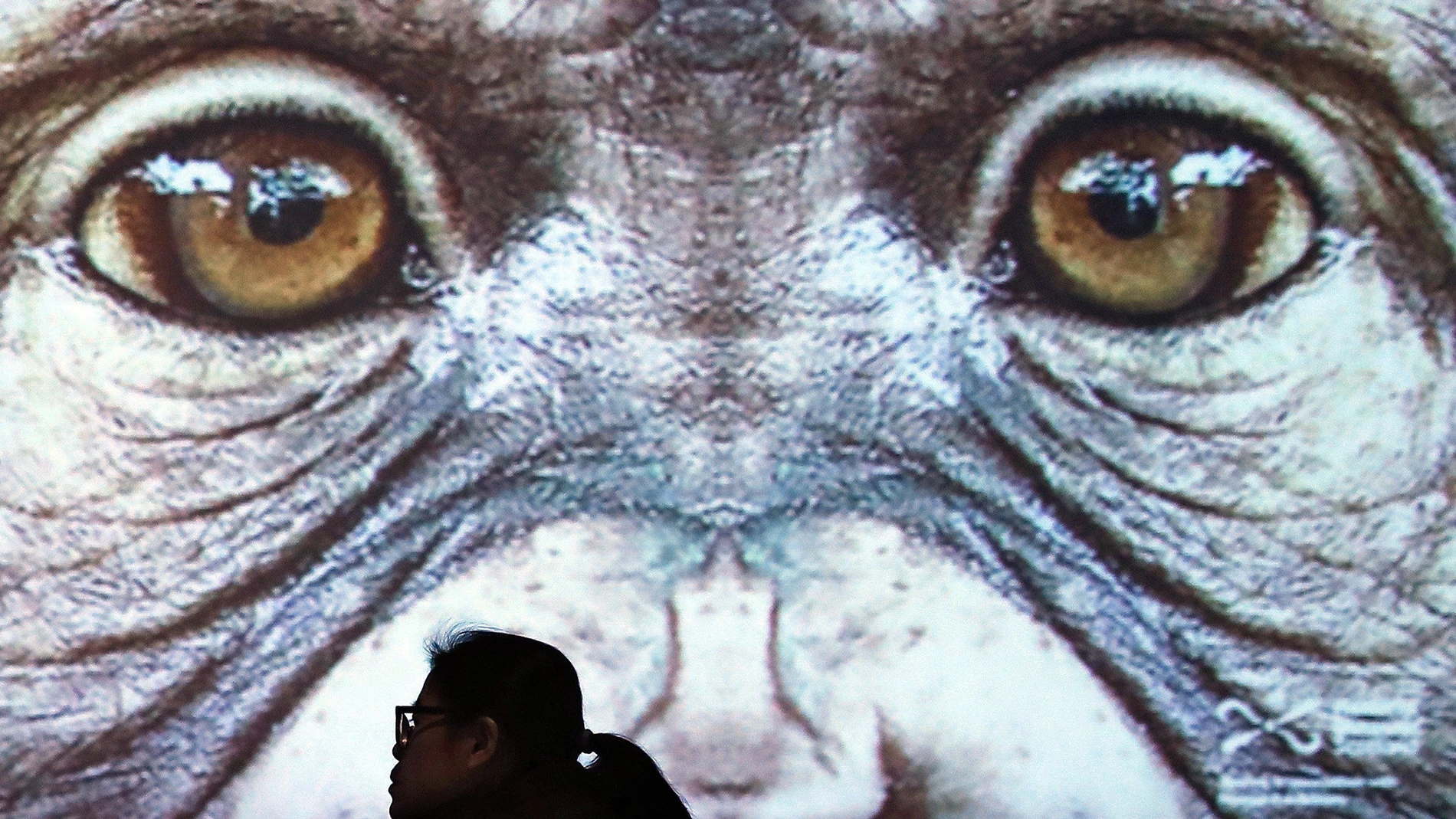 Familiarizarse con la diversidad de los primates, desde el lémur ratoncillo hasta los grandes gorilas, es el objetivo de la exposición "Monos, una historia de primates", que este miércoles inaugura el Museo de Ciencias Naturales de Barcelona. EFE/Andreu Dalmau