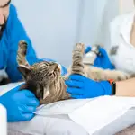  Muere el hombre infectado de rabia tras ser mordido por un gato