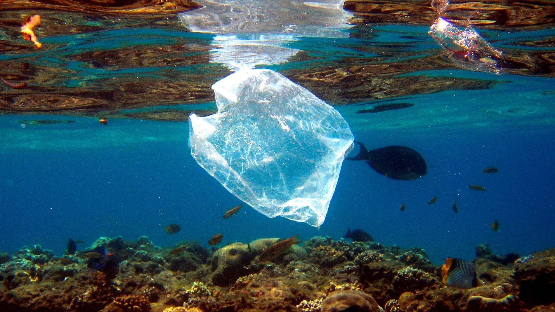 Al año, en el mundo se vierten ocho toneladas de plásticos al mar