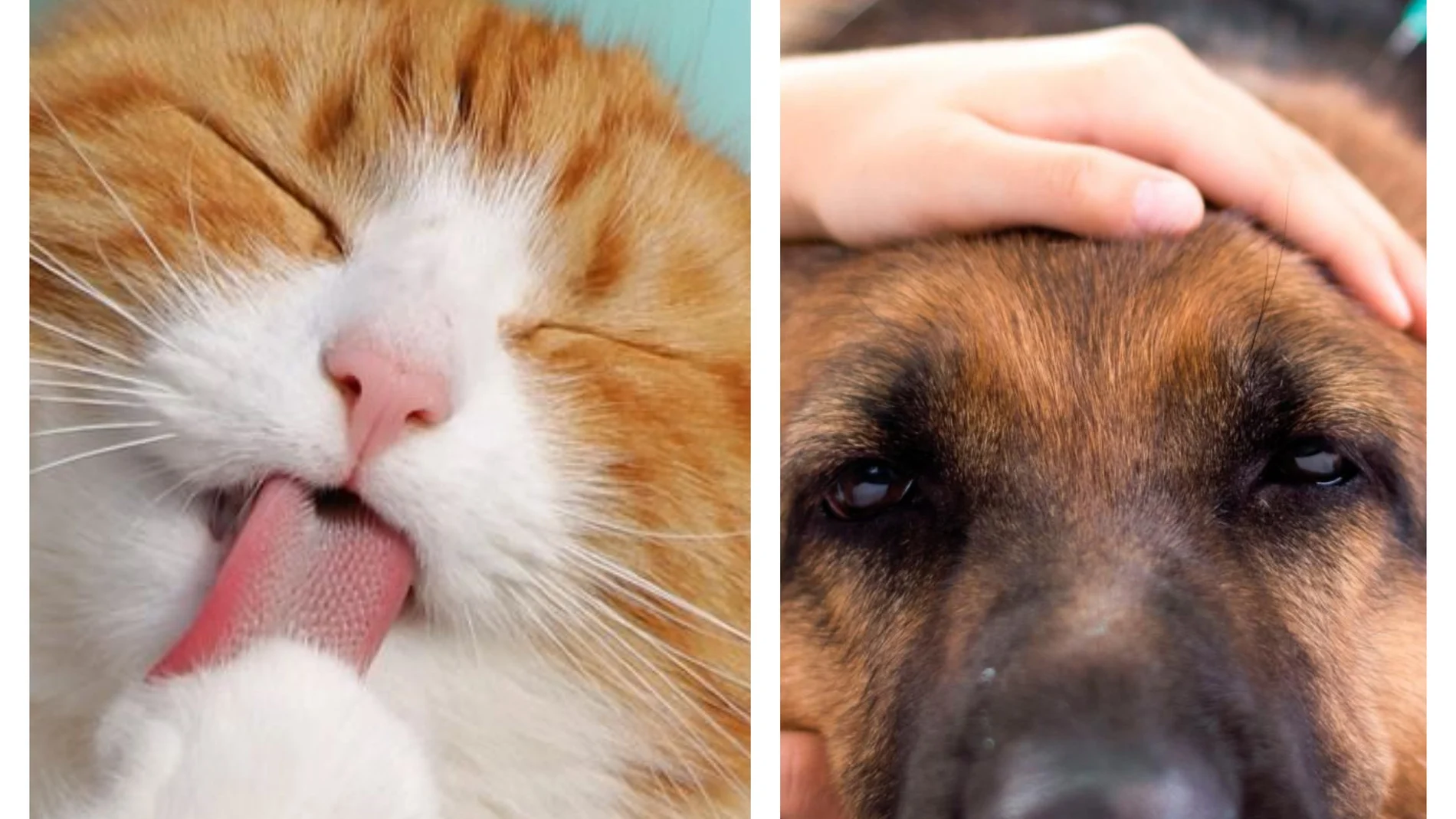 Perros vs gatos