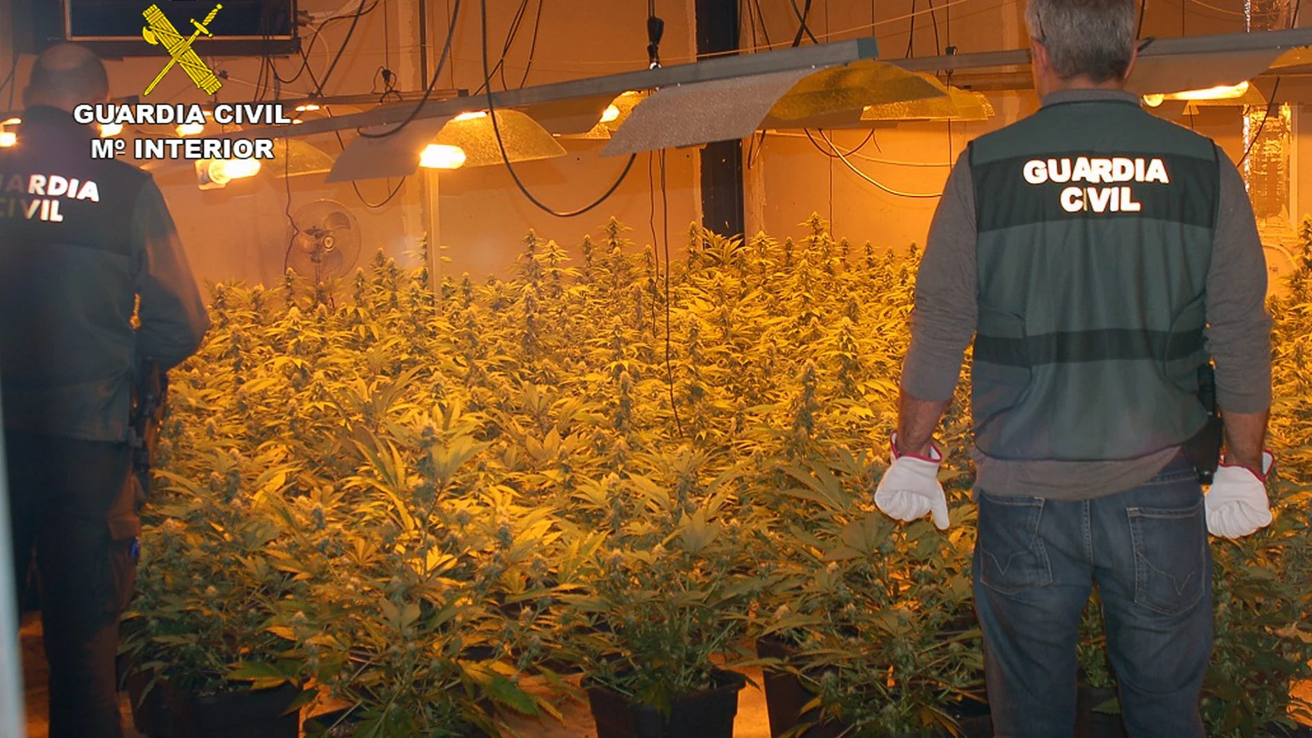 Los agentes hallaron 300 plantas de marihuana en el registro