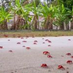 cangrejos en la isla de Navidad