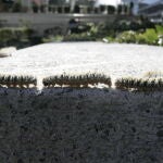 Plaga de la procesionaria