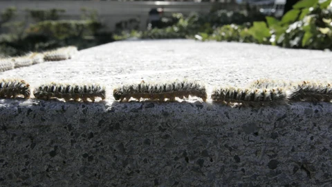 Plaga de la procesionaria