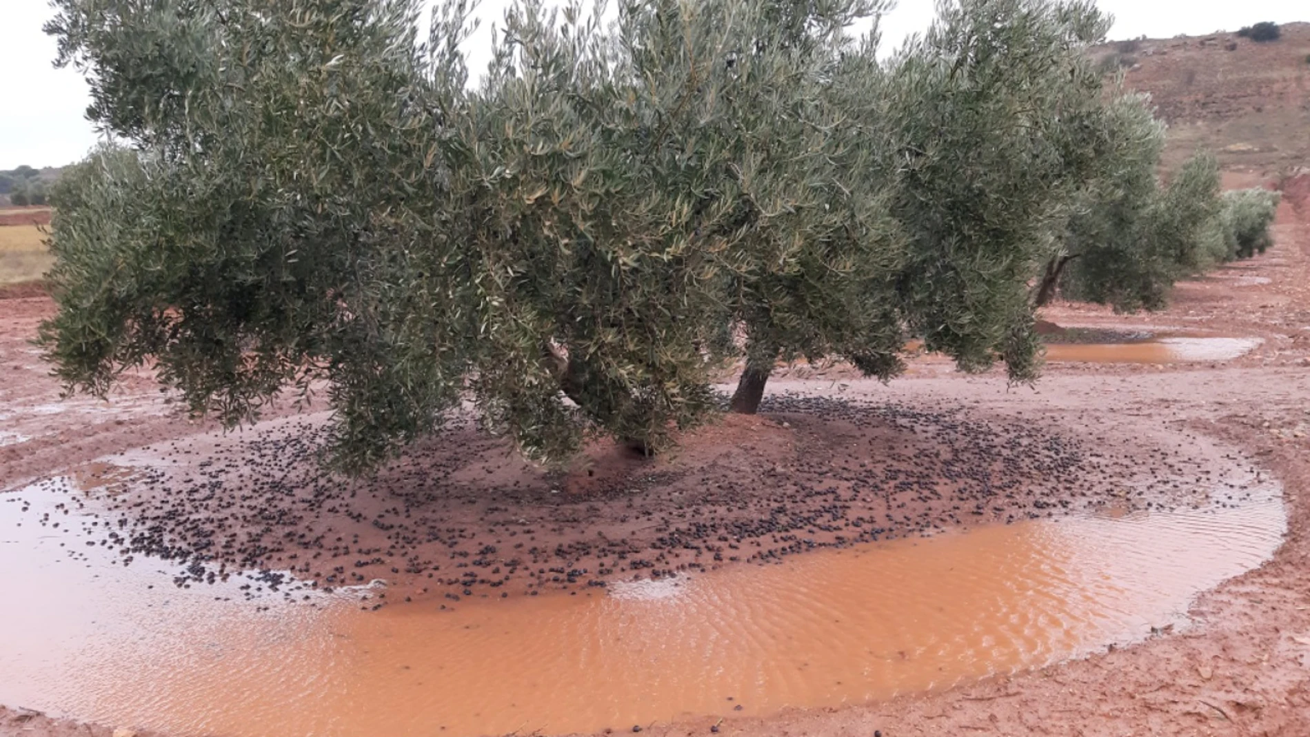Asaja C-LM afirma que las últimas borrascas han provocado pérdidas de hasta el 80% en algunos olivares de la región