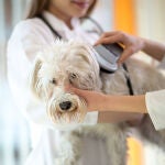 Un veterinario comprueba el microchip obligatorio en un perro