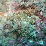 El color blanquecino que presentan los corales evidencian que el aumento de la temperatura del mar provoca que se desarrollen bacterias que matan al ecosistema marino