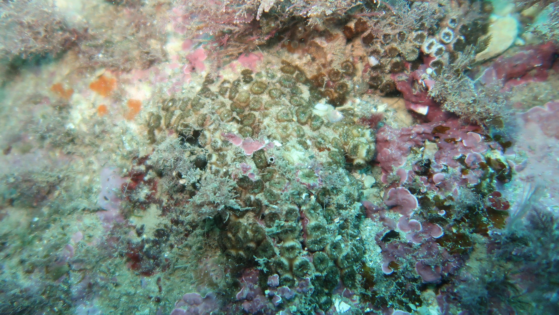 El color blanquecino que presentan los corales evidencian que el aumento de la temperatura del mar provoca que se desarrollen bacterias que matan al ecosistema marino
