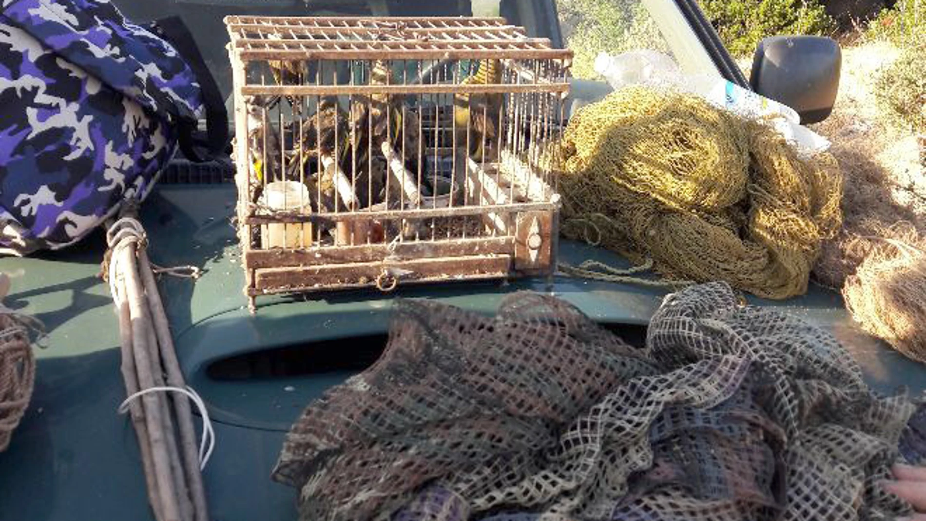 La Guardia Civil de Segovia investiga a dos individuos que cabazan jilgueros utilizando varetas o varillas impregnadas con pegamento, instaladas como trampas en diferentes arbustos, en La Lastrilla (Segovia)