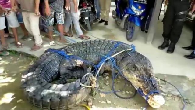Un cocodrilo es capturado en indonesia por supuestamente matar a dos personas