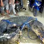 Un cocodrilo es capturado en indonesia por supuestamente matar a dos personas