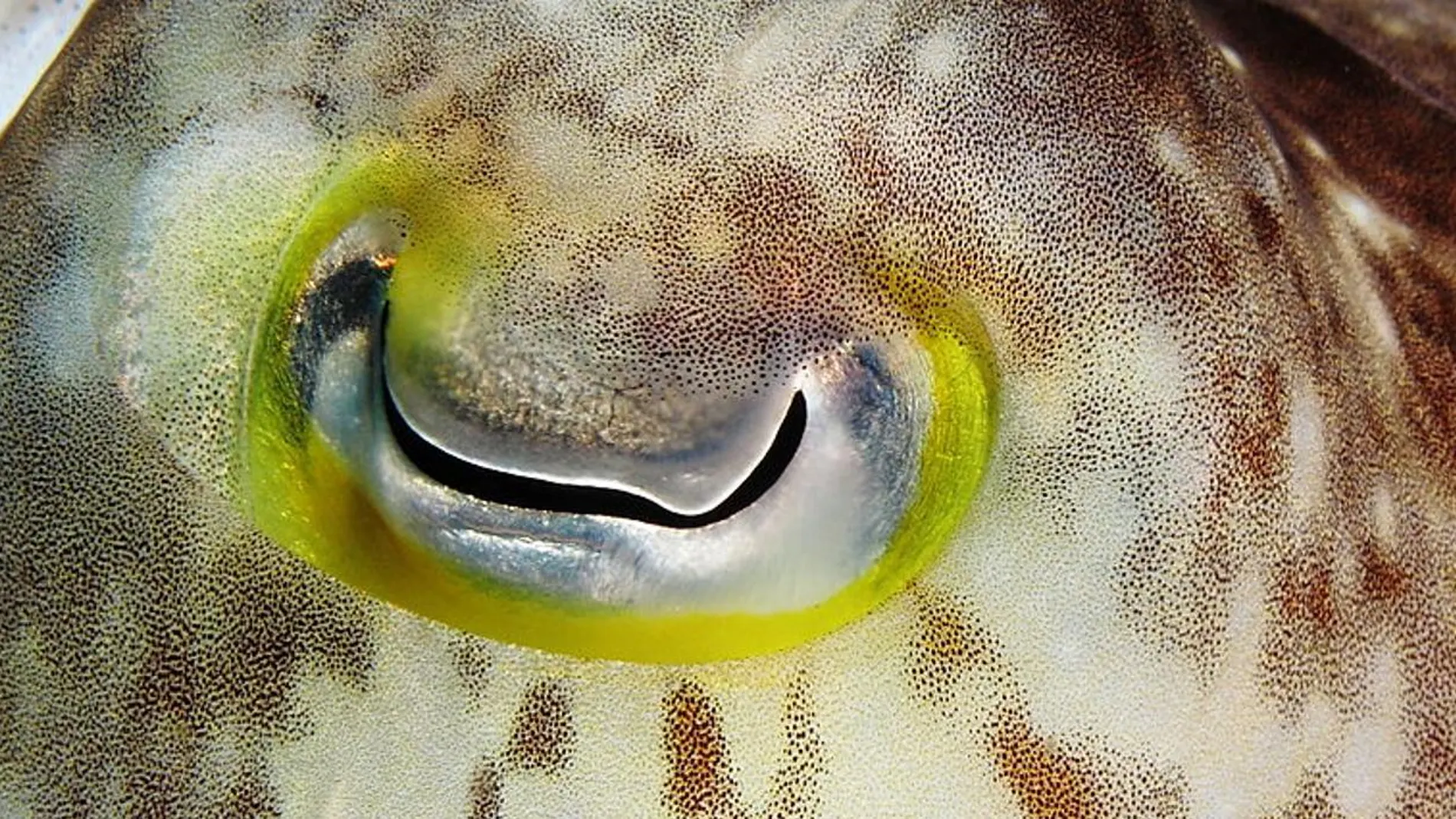 Fotografía detalle del ojo derecho de una sepia de especie no determinada.