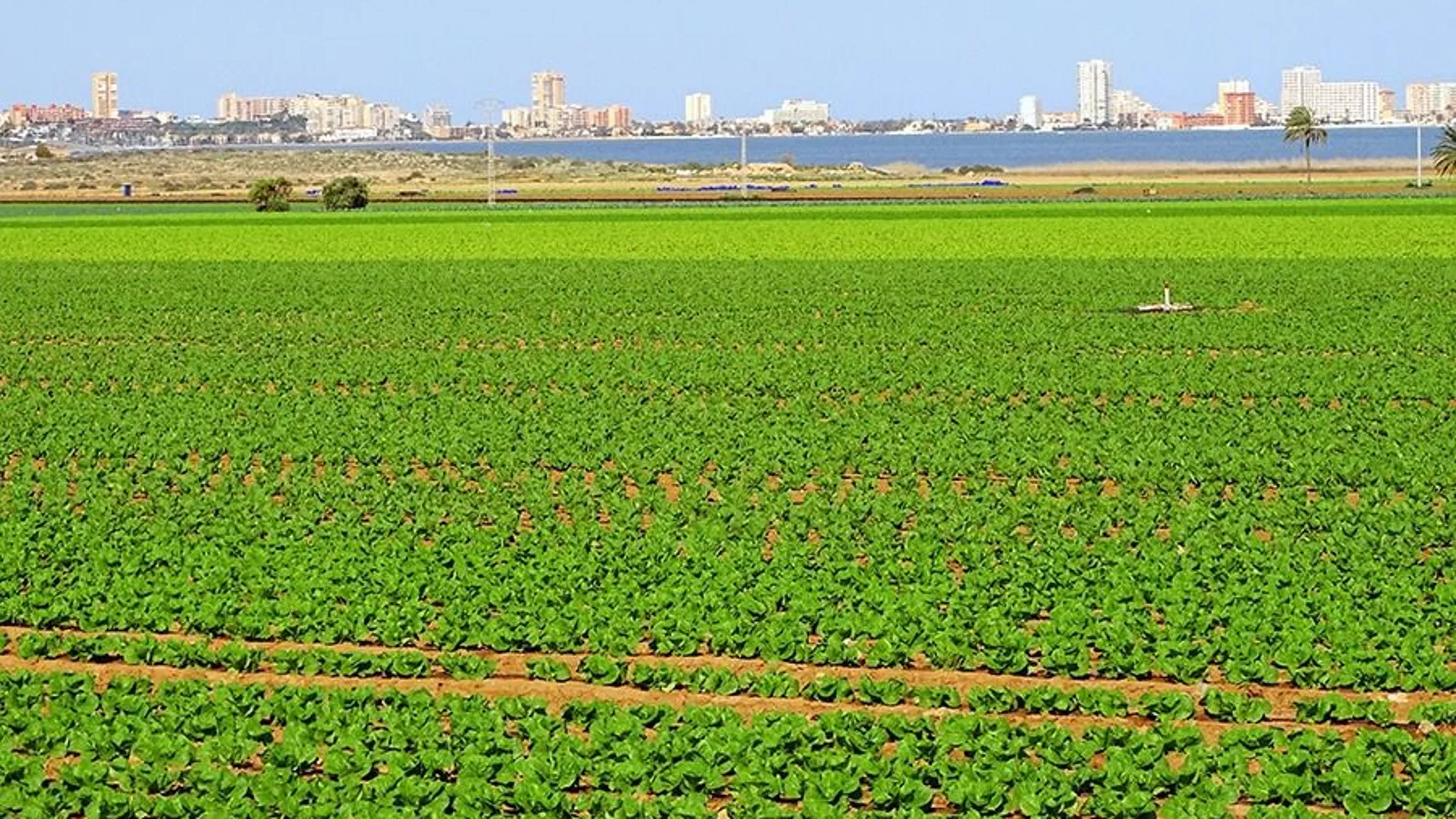 Los campos del campo de Cartagena podrían quedarse sin agua del trasvase