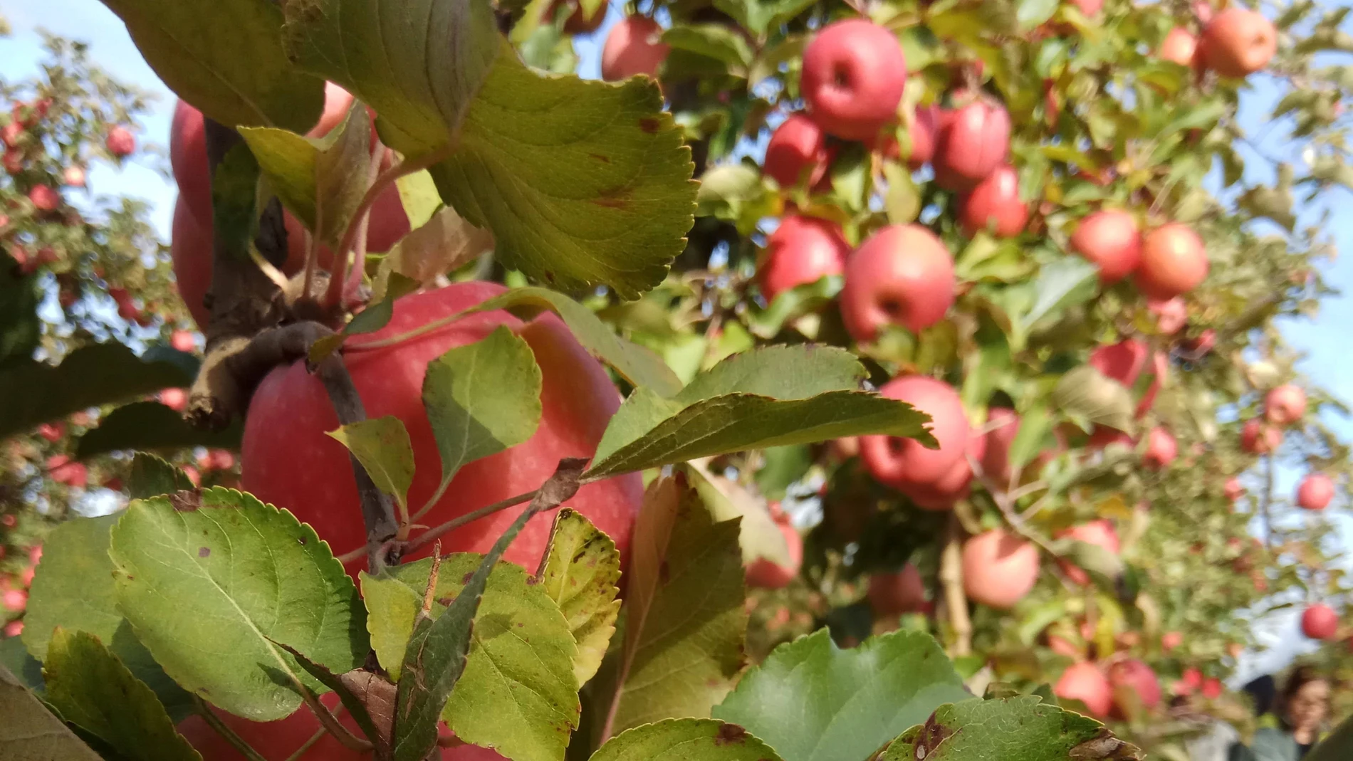 Economía.- Las manzanas Pink Lady cierran 2019 con una cosecha récord de 10.000 toneladas en España, un 40% más