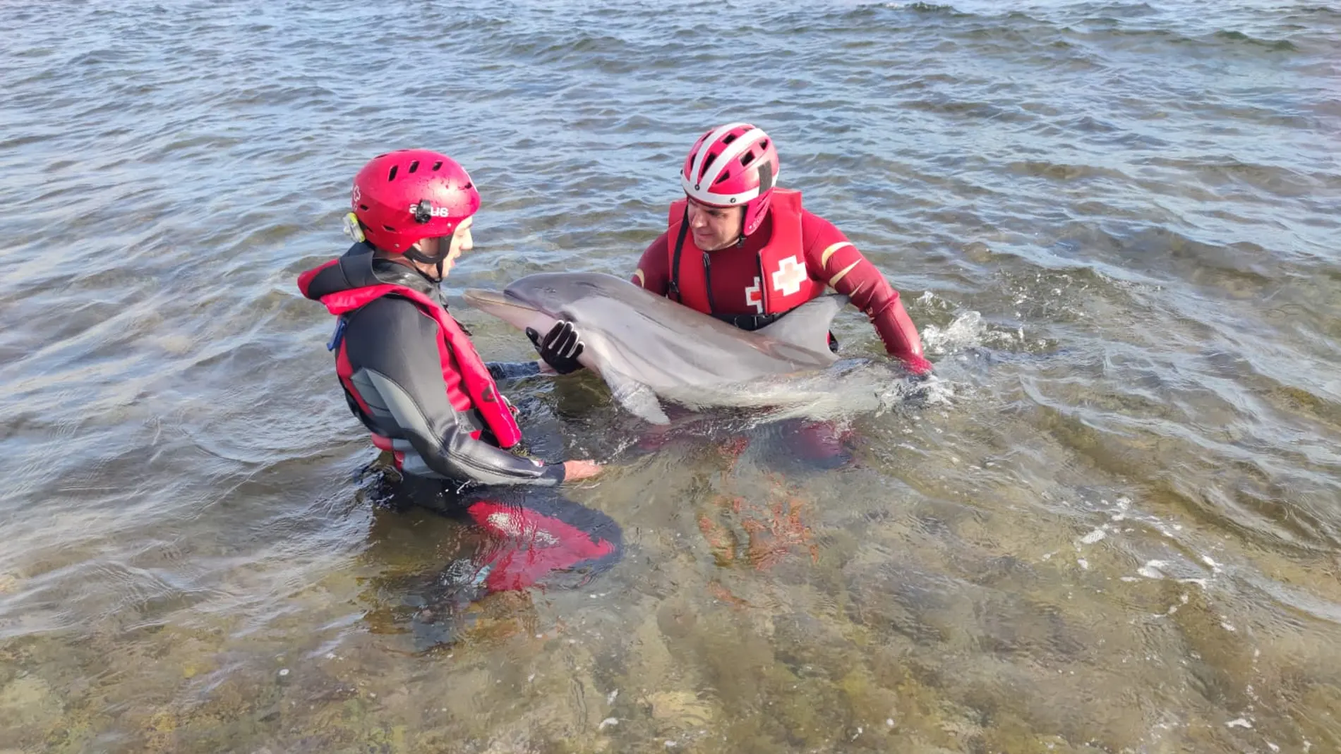 El equipo de rescate de la Cruz Roja ayudó al cetáceo en la costa de Mazarrón