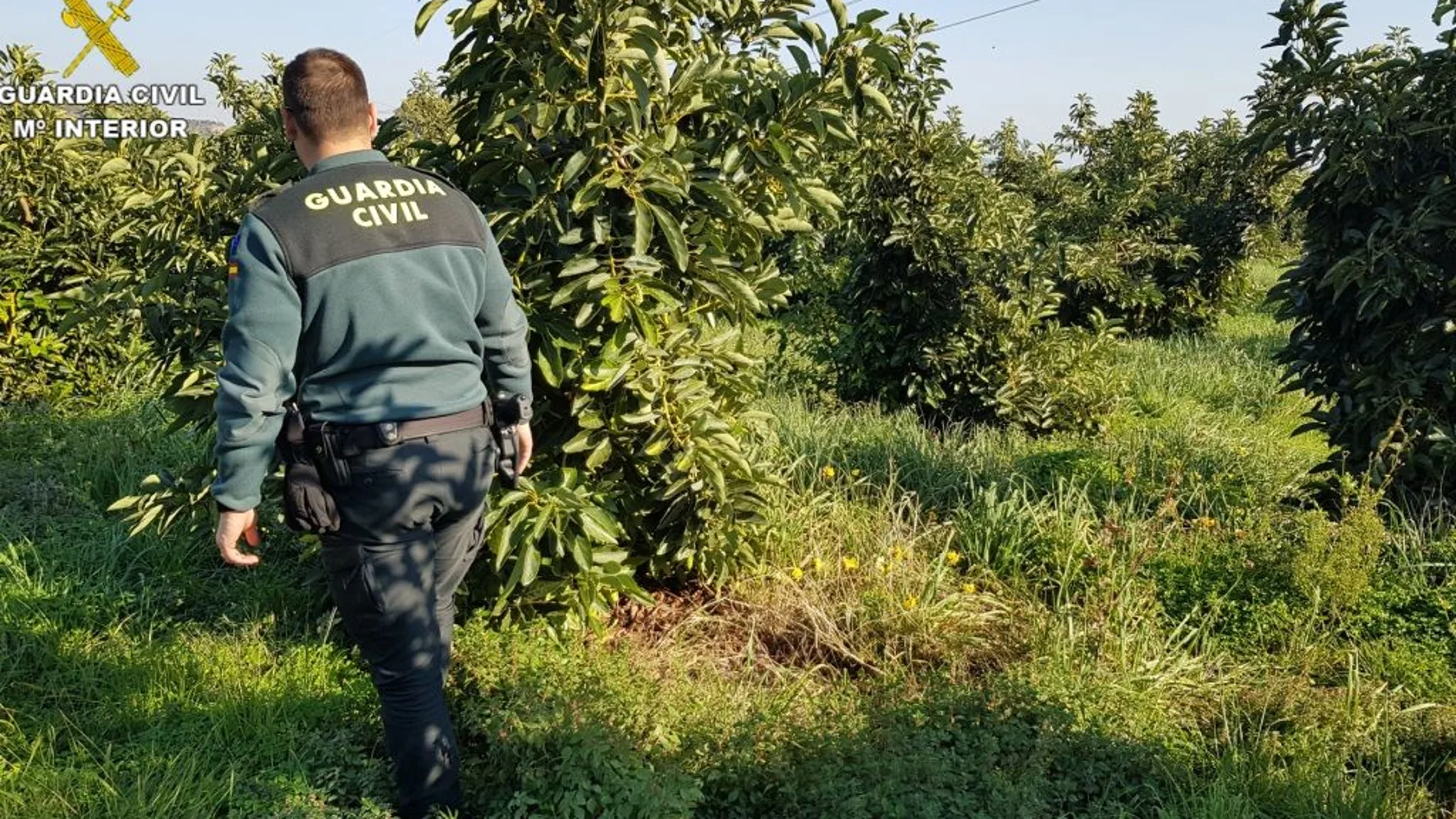 La Guardia Civil inspecciona uno de los campos en los que se han producido robos