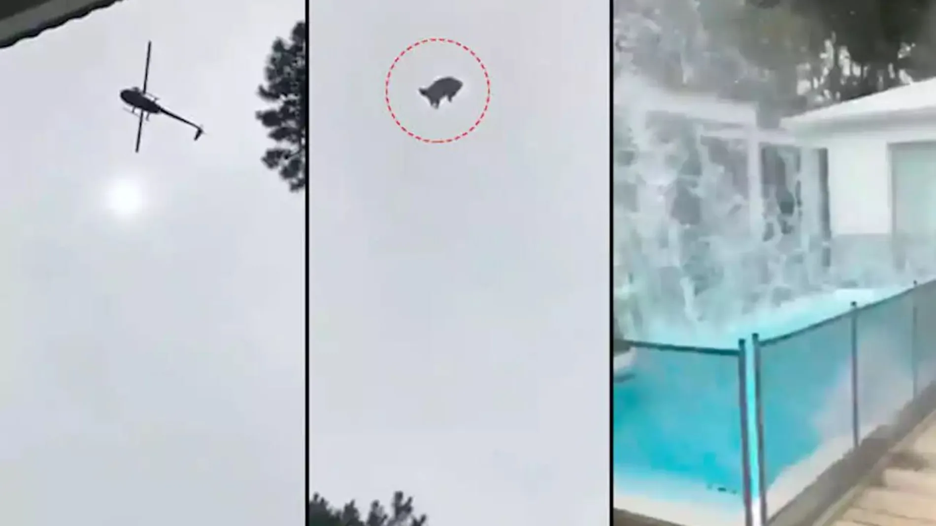 Lanzan un cerdo desde un helicóptero a la piscina de un empresario y después lo cocina a la parrilla