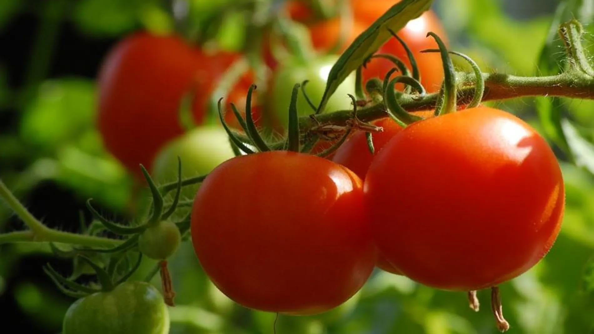 Fotografía de stock de unos tomates