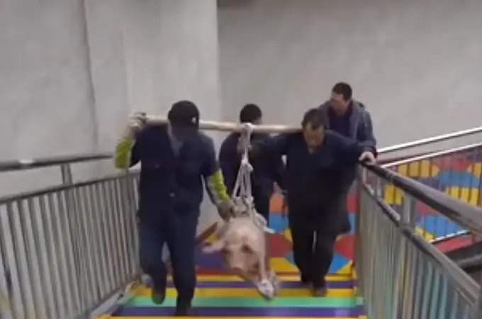 Obligan a un cerdo a hacer puenting en un parque temático chino