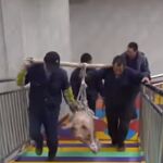 Cerdo maltratado en parque temático en China