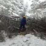 Bombero del Infoca retira un pino caído que cuarta la carretera del Río Zumeta en JaénINFOCA20/01/2020