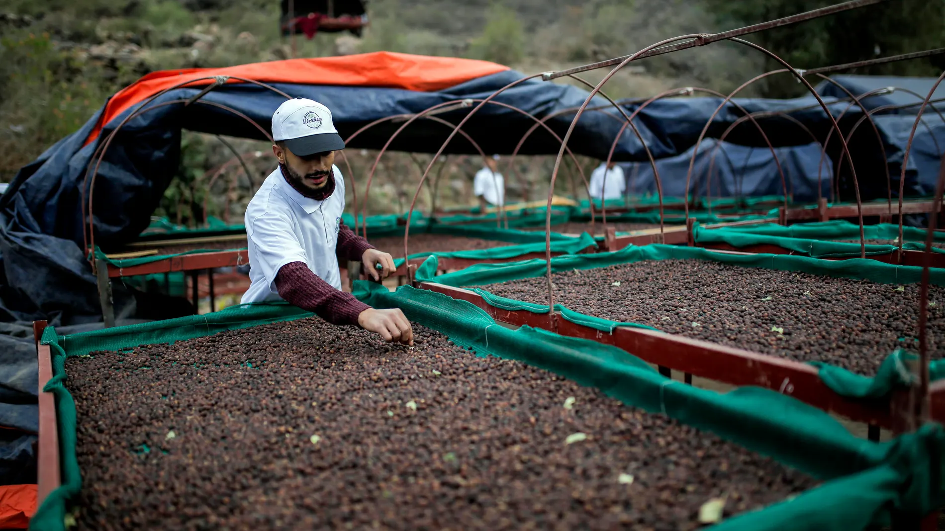 Mocha coffee production in Yemen