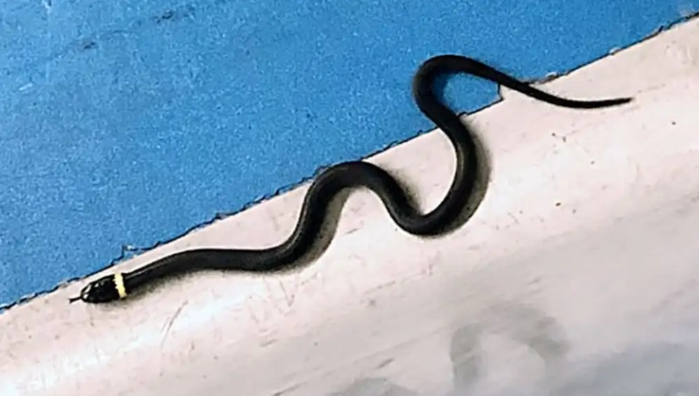 Una serpiente anillada obligó a cerrar un área del aeropuerto porque su dueña avisó de que la había perdido