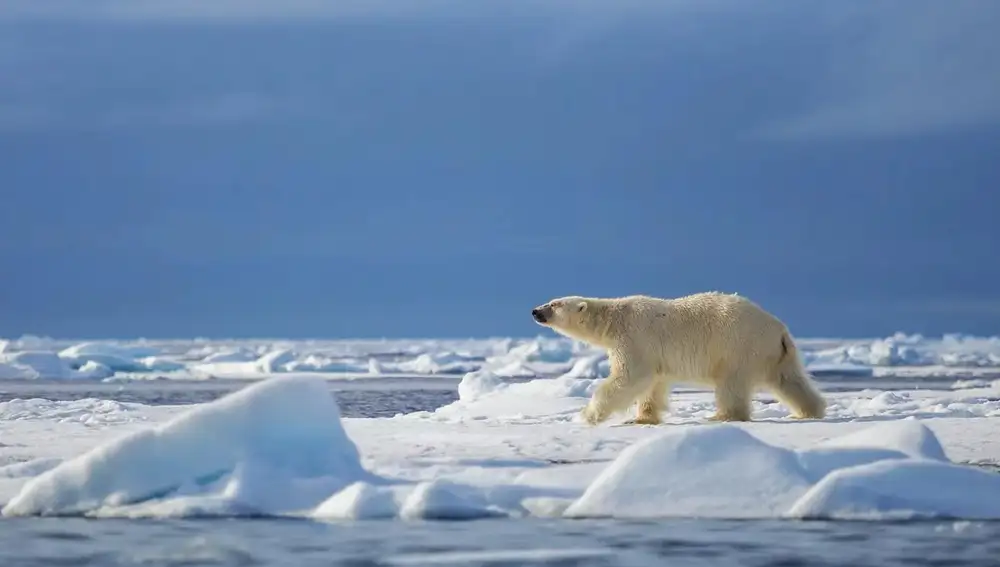 Los osos polares hibernan durante las noches polares para evitar descuadres en su reloj circadiano.