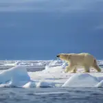  Un oso polar mata a una mujer y un niño en Alaska