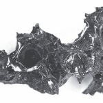 Este cerebro cristalizado hallado en Herculano es único y su formación se debe a las altísimas temperaturas a las que fue sometido. Foto: New England Journal of Medicine