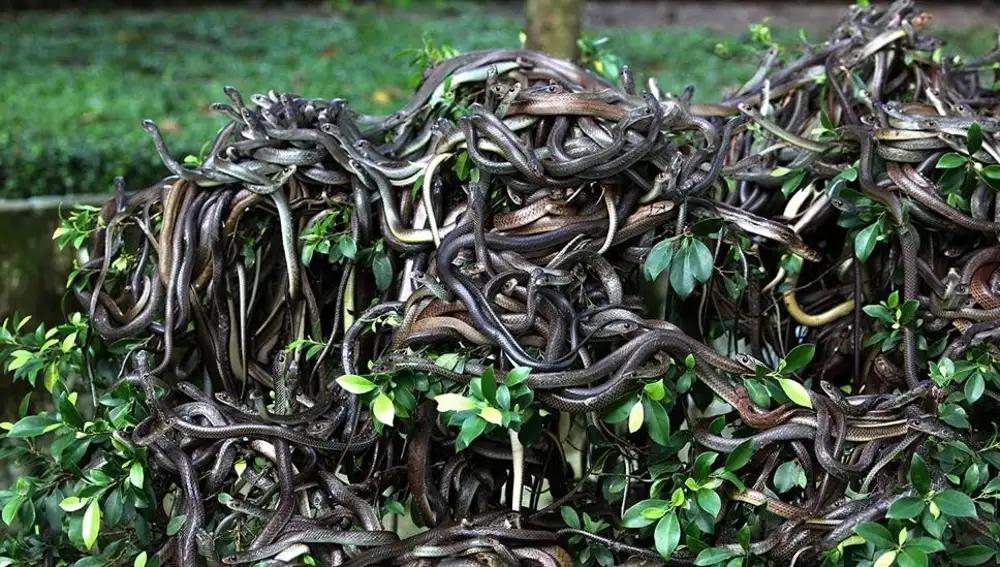 Miles de serpientes acampan a sus anchas por la isla