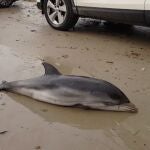 Delfín muerto en Dénia