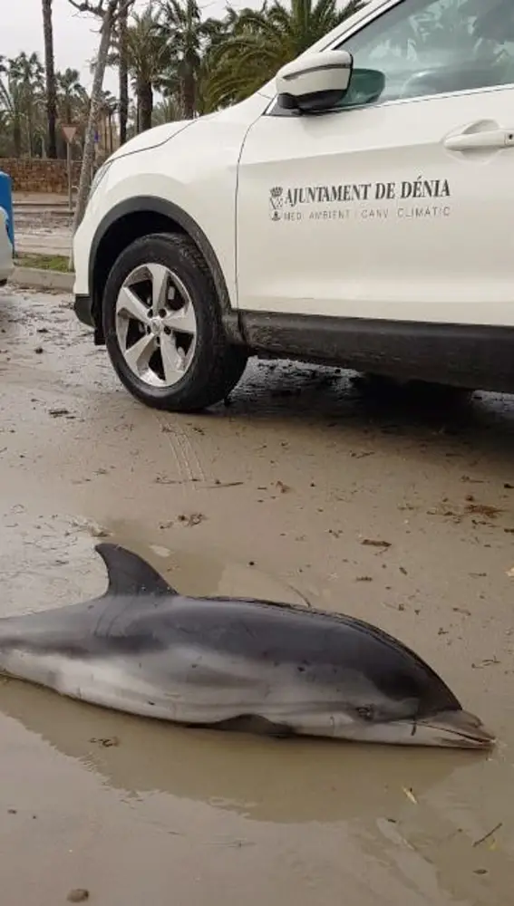 Delfín muerto en Dénia