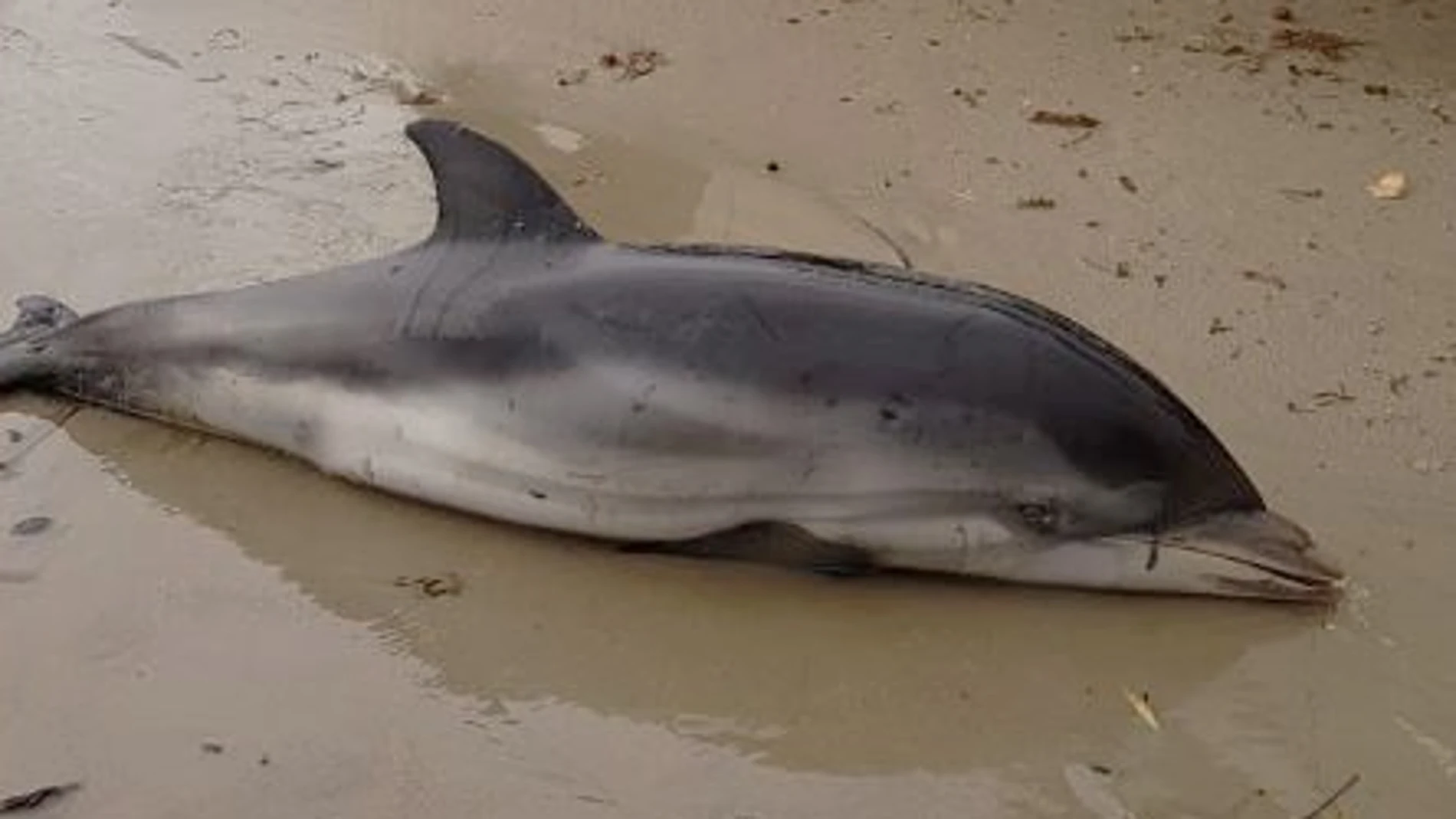 Temporal.- Aparecen siete delfines varados en la Comunitat Valenciana como consecuencia del temporal marítimo