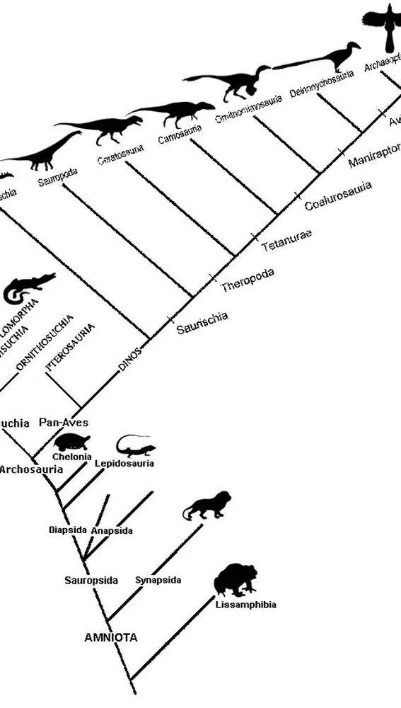 Cladograma de los amniotas. En él podemos ver que las aves se incluyen como dinosaurios, igual que los dinosaurios y los cocodrilos forman parte de los arcosaurios.