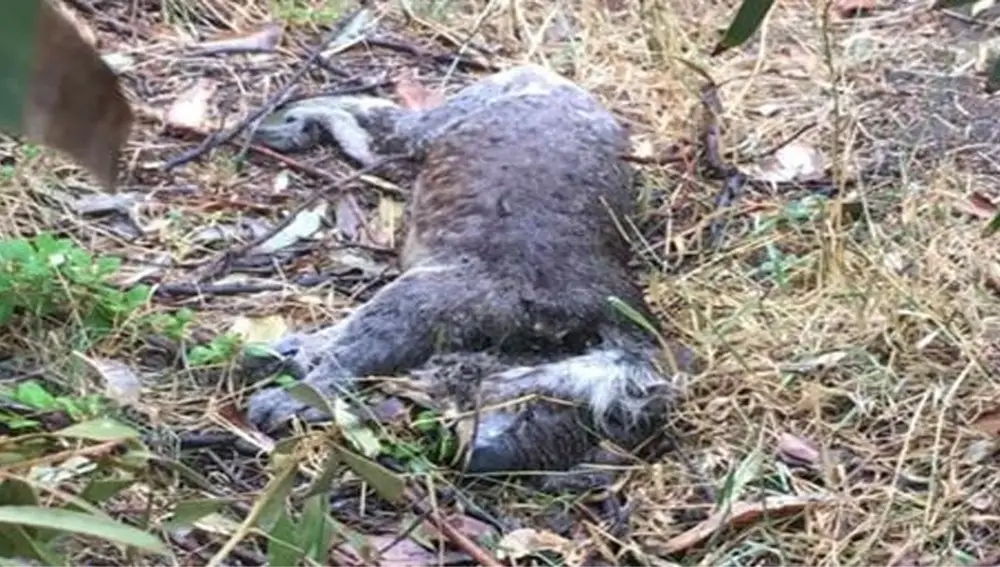 Koala muerto durante la tala de eucaliptos en Victoria (Australia)AMIGOS DE LA TIERRA02/02/2020